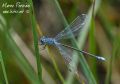 Lestes macrostigma